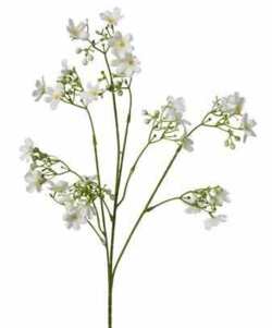 Kirsebærblomster på stilk Cherry blossom