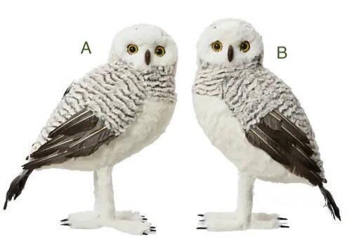 Stor Ugle fjer hvid Stor sneugle