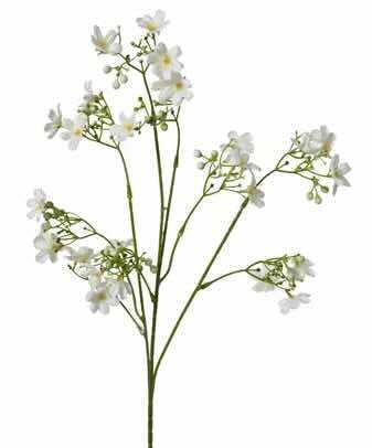 Kirsebærblomster på stilk Cherry blossom