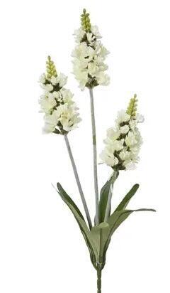 Lavendler Hvid på stilk