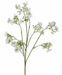 Kirsebærblomster på stilk